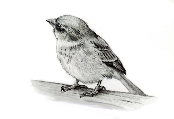 Black and White Bird